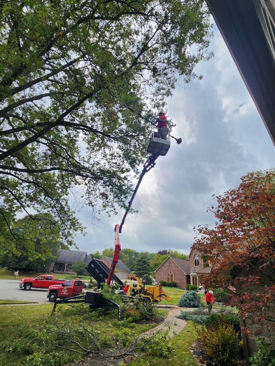 Tree Services