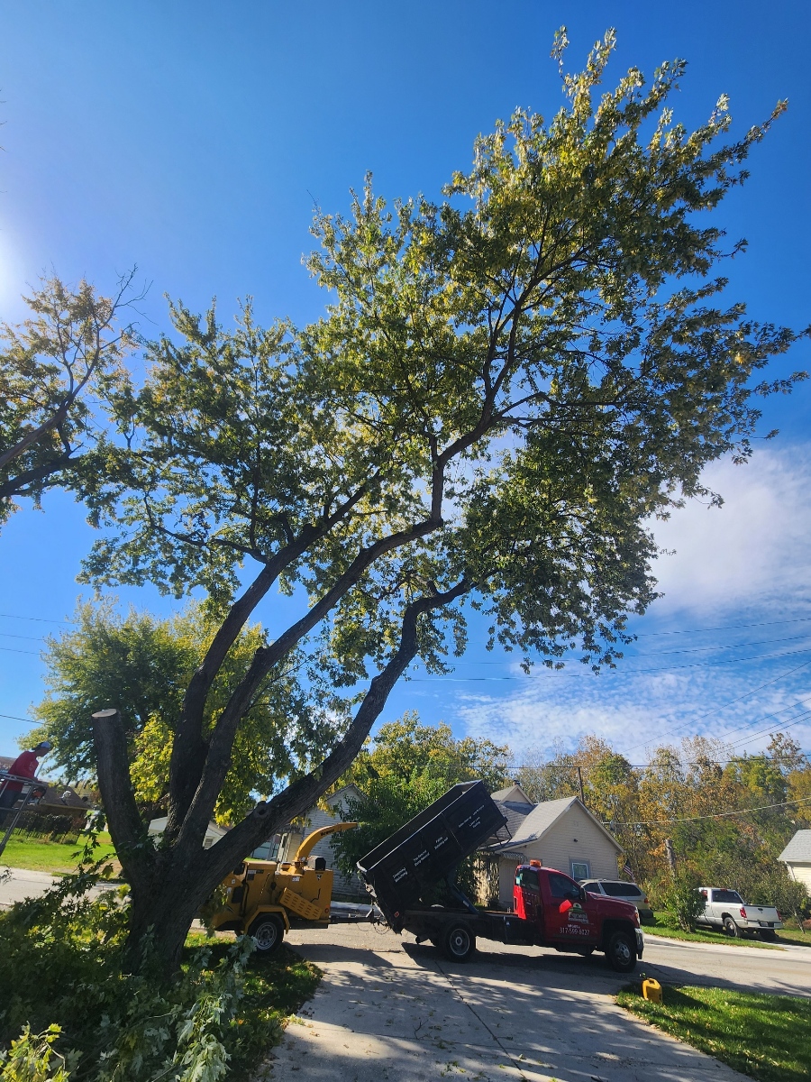 Tree Cutting Service