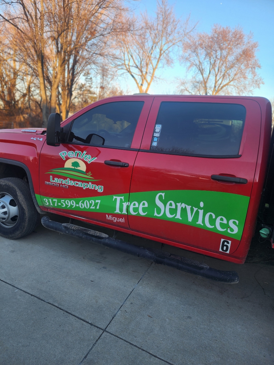 Tree Removal Service