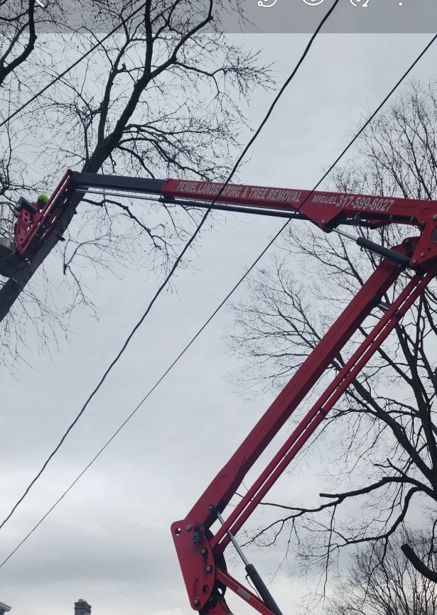 Tree Maintenance Service