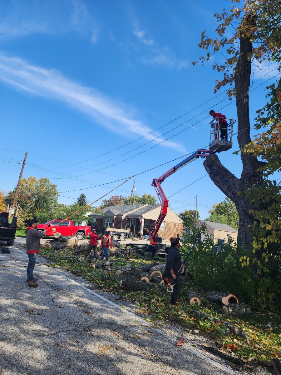 Tree Maintenance Service