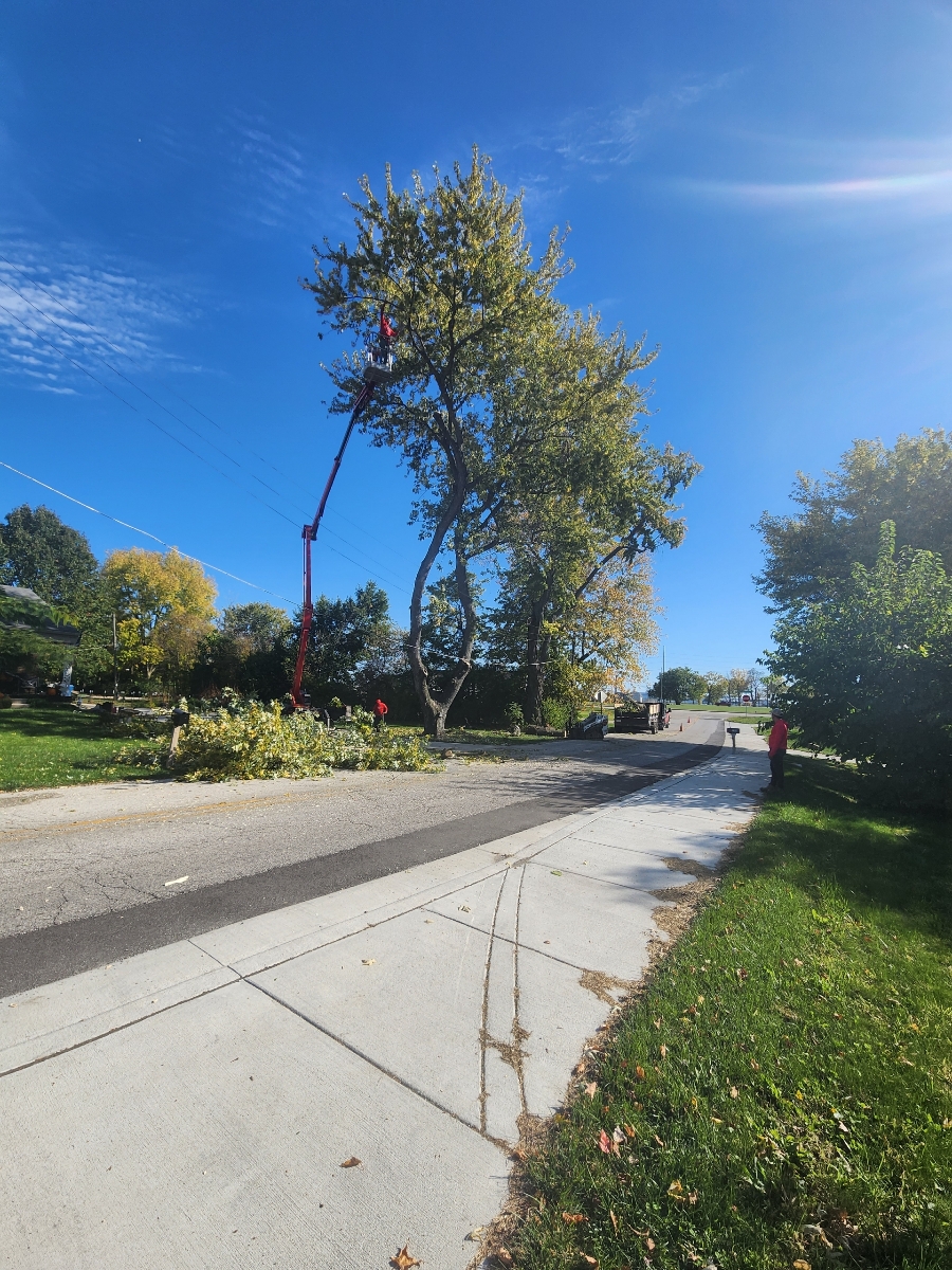 Tree Removal