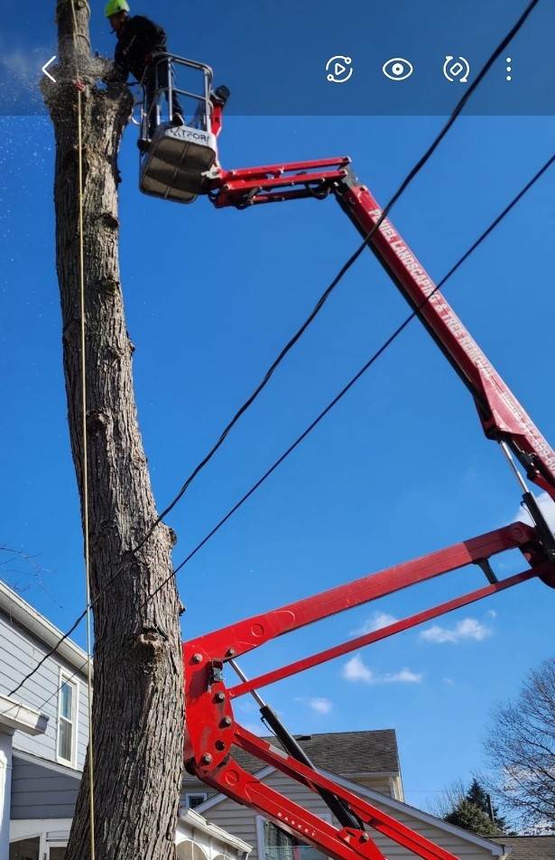 Tree Cutting