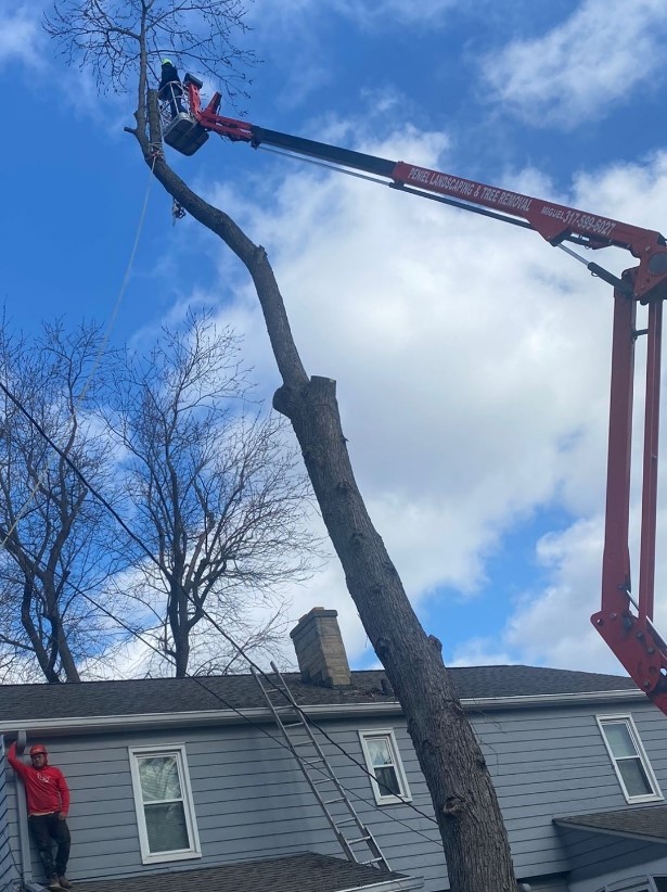 Tree Maintenance