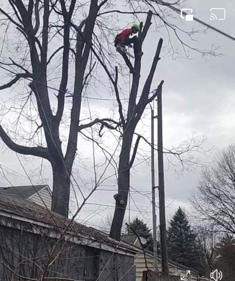 Tree Service